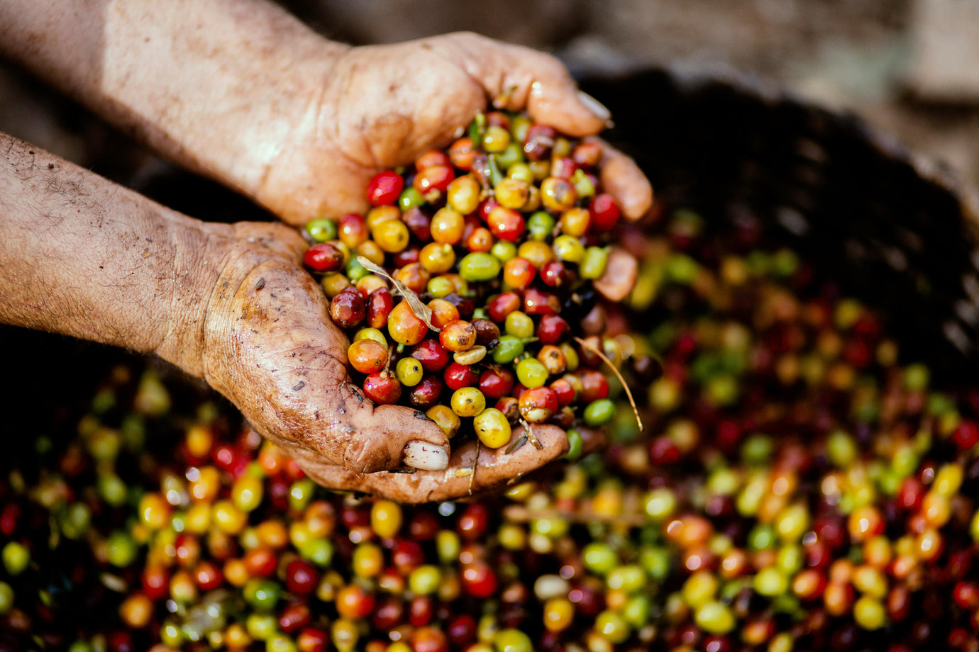 From Seed to Sip: The Global Tale of Coffee Beans and Their Unique Flavors